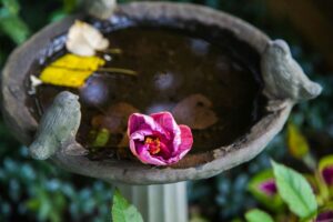 grey birdbath photography, Bird Bath Ideas