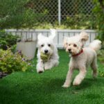 two dogs playing on grass, Dog-Friendly Backyard Ideas