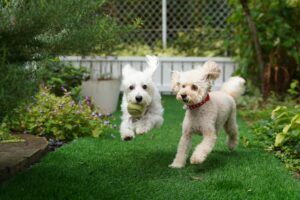 two dogs playing on grass, Dog-Friendly Backyard Ideas
