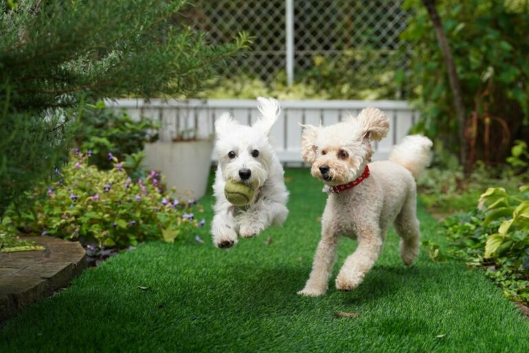 two dogs playing on grass, Dog-Friendly Backyard Ideas